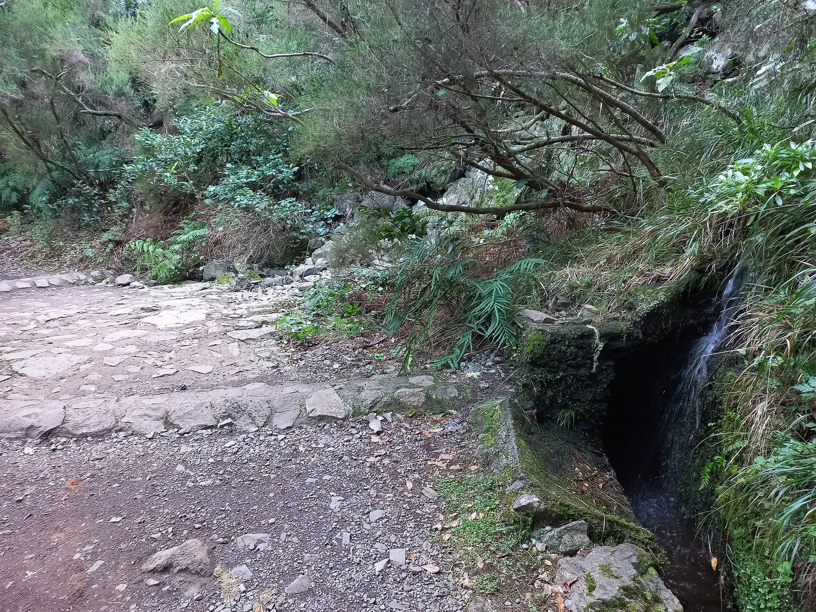 Levada hiking trail through green forest at Rabaçal in Madeira