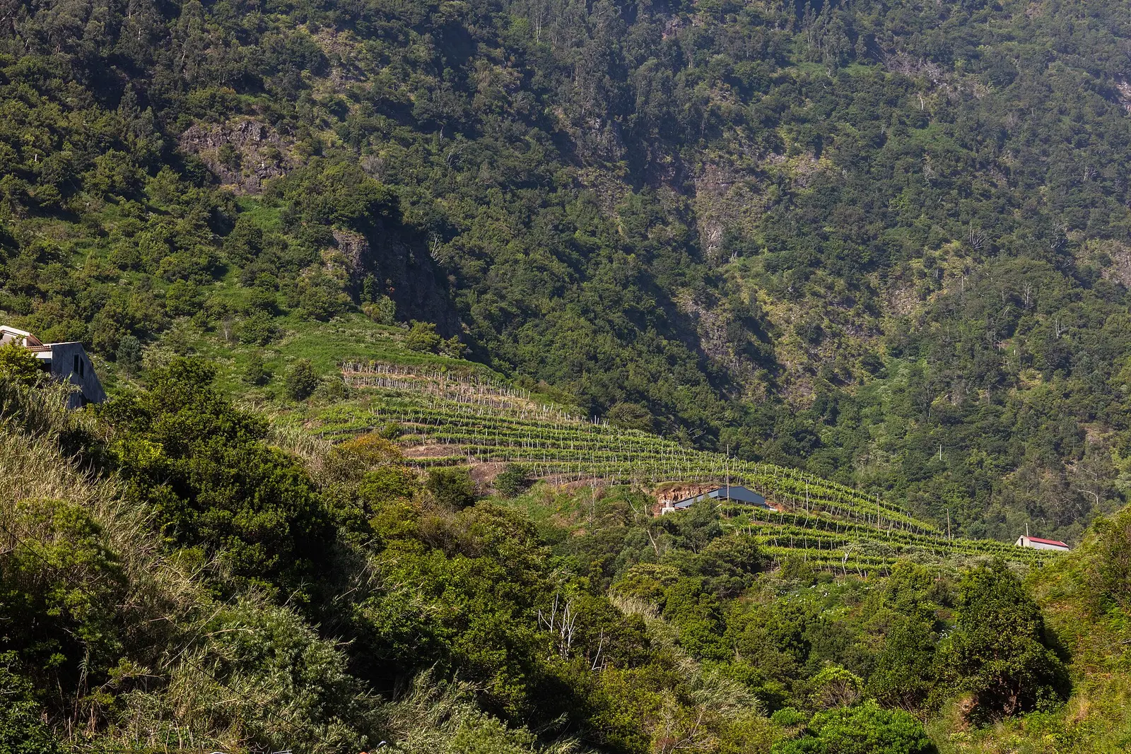 Vineyards on a steep green hillside near São Vicente in Madeira